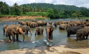 Pinnawala Elephant Orphanage