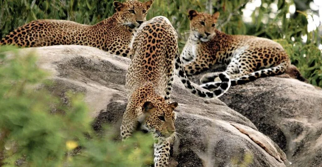 Wilpattu