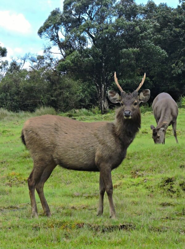 Horton Plains