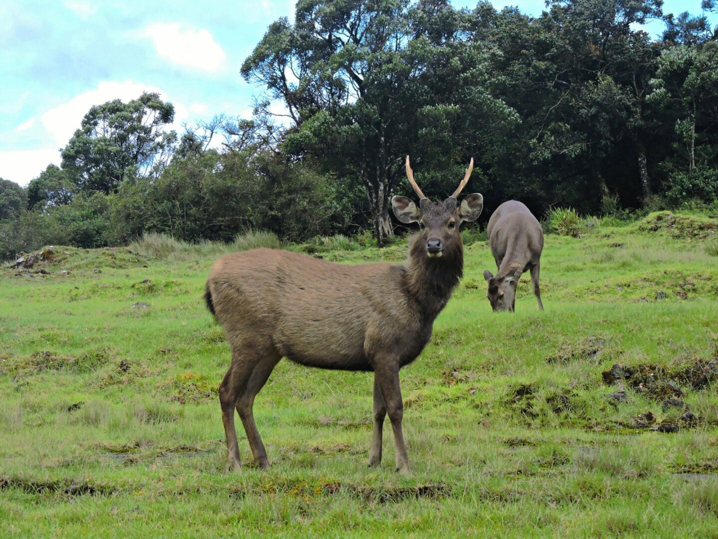 sri lanka hill country horton plains national park