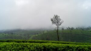 A misty, green landscape with a lone tree.