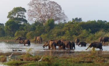 UDAWALAWA