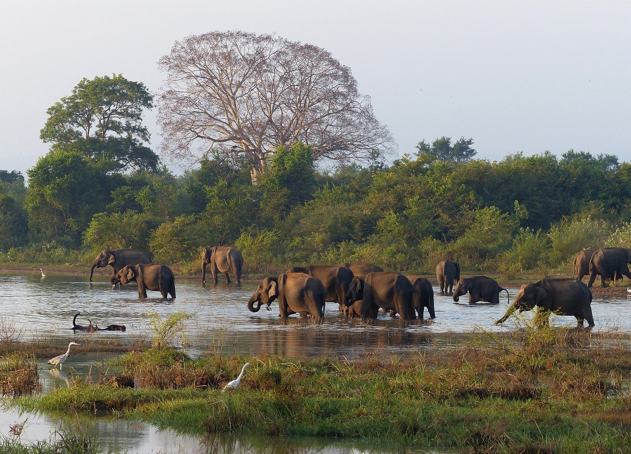 UDAWALAWA