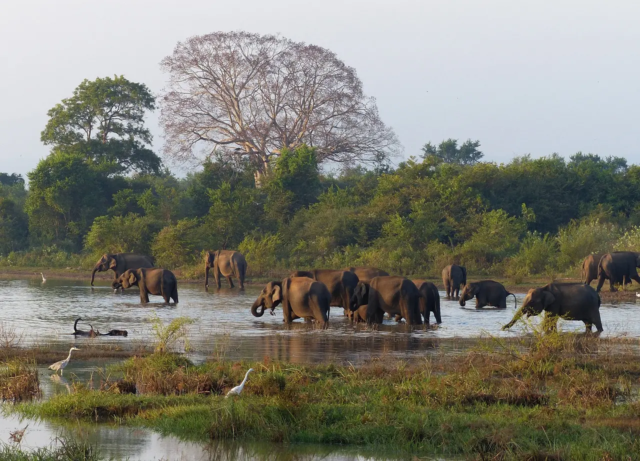 UDAWALAWA
