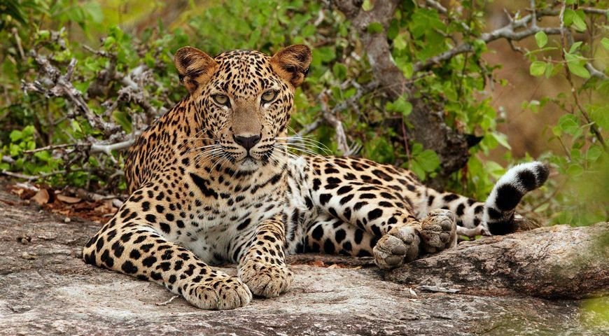 yala vs wilpattu leopard safari