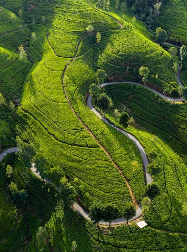 Nuwara Eliya