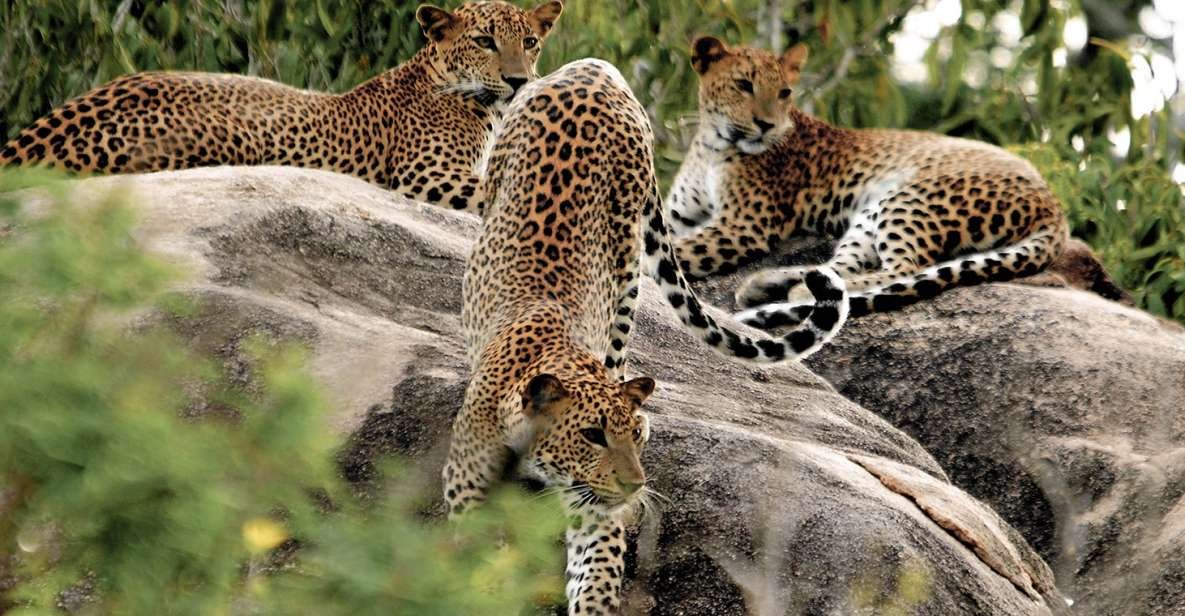 Leopard tracking in Yala and Wilpattu national parks