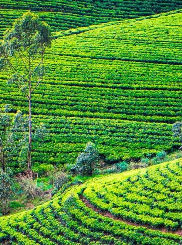 Nuwara Eliya