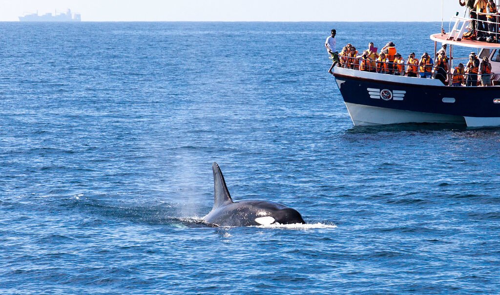 Sri Lanka - Whale Watching