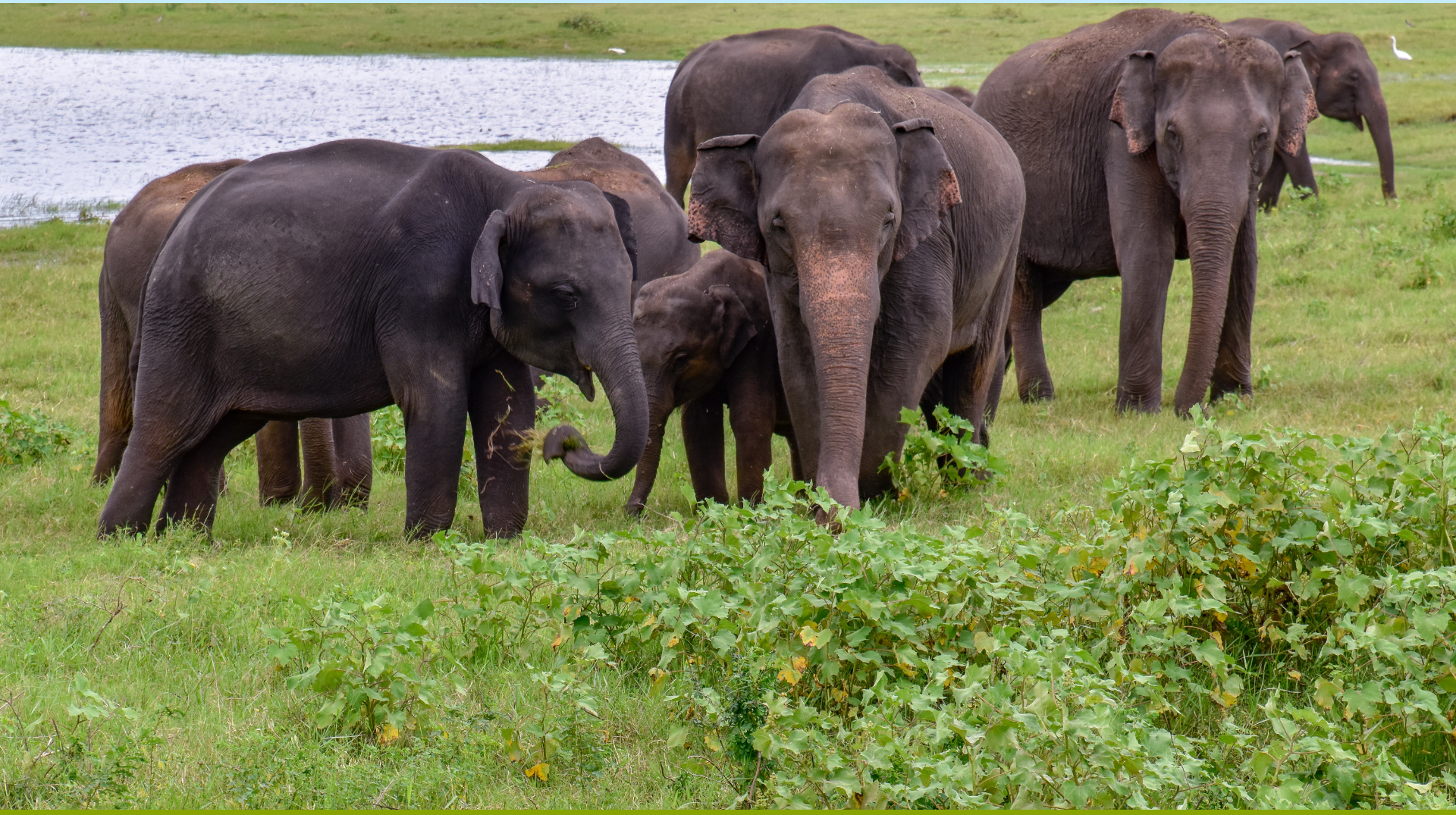 Sri Lanka wildlife Minneriya National Park elephant gathering