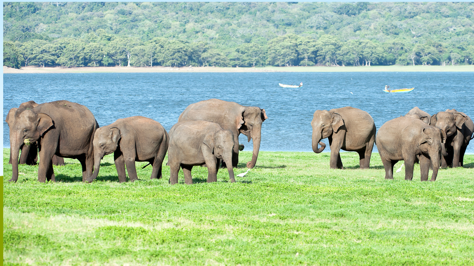 elephant safaris minneriya vs udawalawe