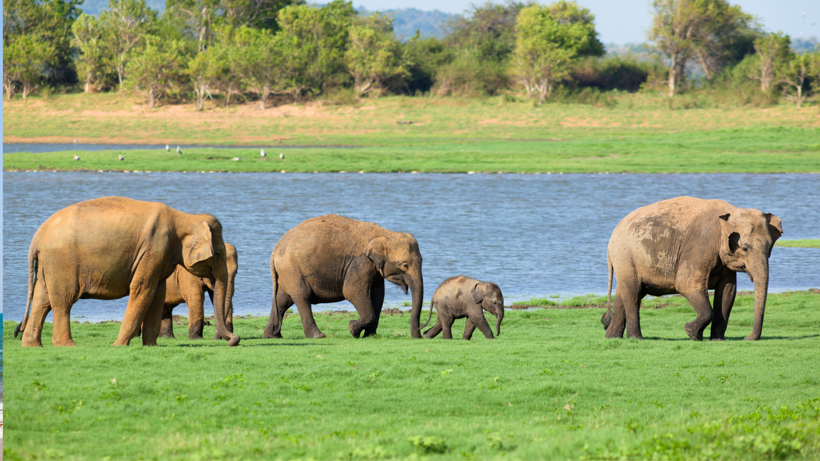 Minneriya elephant gathering safari