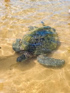 A sea turtle swims in shallow, clear water.