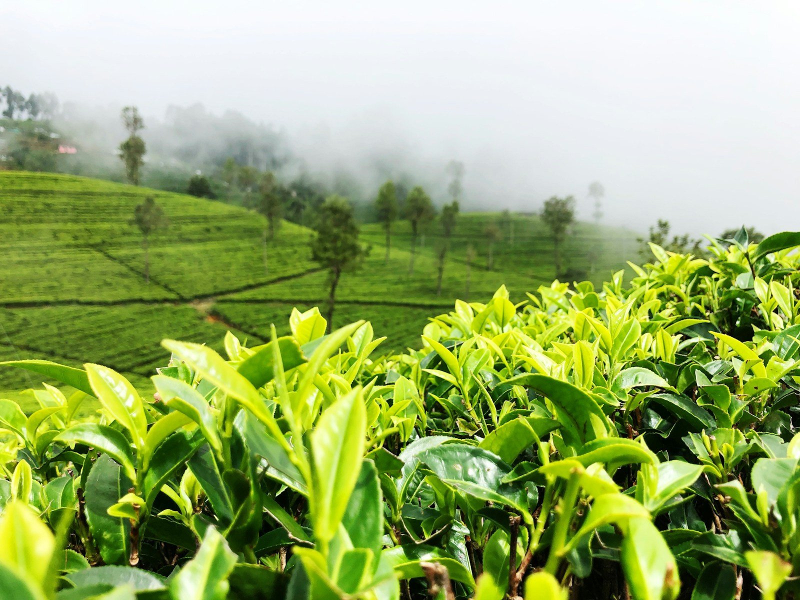 Ceylon tea factory and plantations in Nuwara Eliya